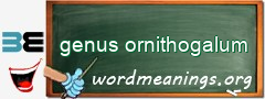 WordMeaning blackboard for genus ornithogalum